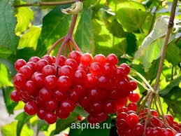 Калина