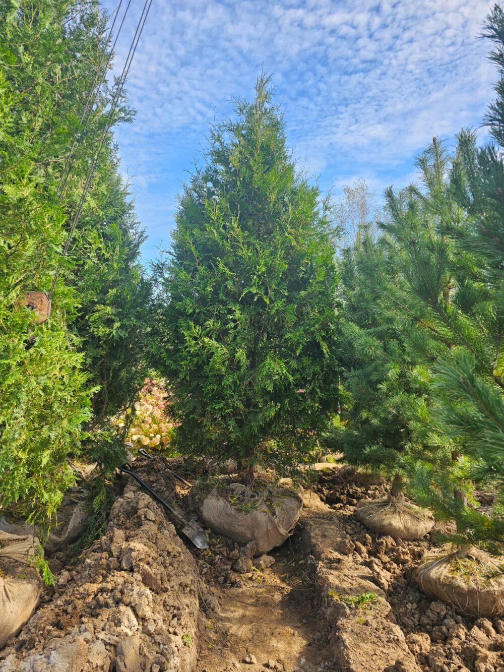 Туя Западная Брабант