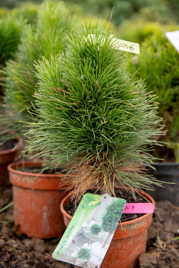 Сосна чёрная (Pinus nigra)