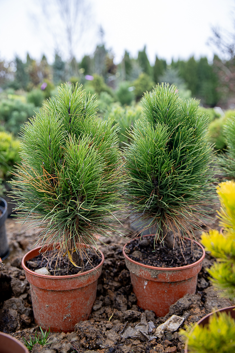 Сосна чёрная (Pinus nigra) — изображение 2