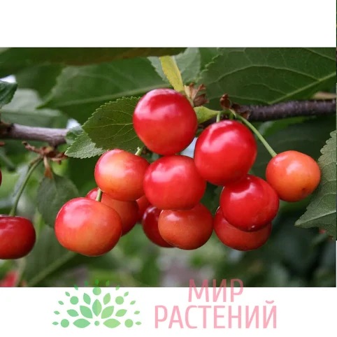 Дюк (Черевишня)